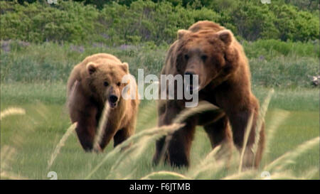 Datum der Freigabe: 24. Januar 2005. FILMTITEL: Grizzly man STUDIO: Lions Gate Films. PLOT: Eine verheerende und herzzerreißenden nehmen auf Grizzly Bear Aktivisten Timothy Treadwell und Amie Huguenard, die im Oktober 2003 während des Lebens unter den Grizzlys in Alaska getötet wurden. IM BILD:. Stockfoto