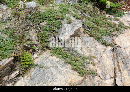 Native Bar Harbor Wacholder (Juniperus Horizontalis) auf den Klippen in Otter Cove, Acadia National Park, Maine. Stockfoto