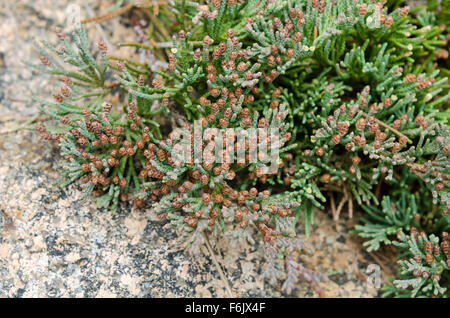 Nahaufnahme der einheimischen Bar Harbor Wacholder (Juniperus Horizontalis) auf den Klippen in Otter Cove, Acadia National Park, Maine. Stockfoto