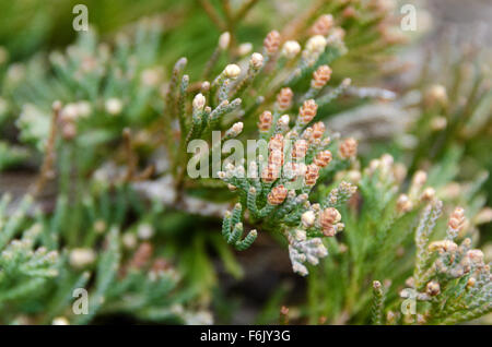 Nahaufnahme von Bar Harbor Wacholder (Juniperus Horizontalis) auf den Klippen in Otter Cove, Acadia National Park, Maine. Stockfoto