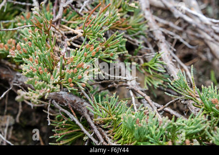 Native Bar Harbor Wacholder (Juniperus Horizontalis) auf den Klippen in Otter Cove, Acadia National Park, Maine. Stockfoto