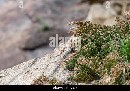 Nahaufnahme von Bar Harbor Wacholder wächst wild auf den Klippen von Otter Cove, Acadia National Park, Maine. Stockfoto