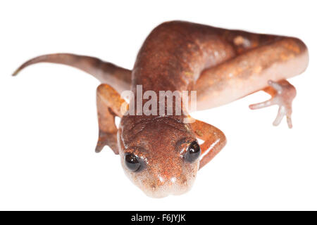 Ein Oregon ensatina Salamander (Ensatina eschscholtzii Oregonensis). Auf weißem Hintergrund fotografiert. Stockfoto