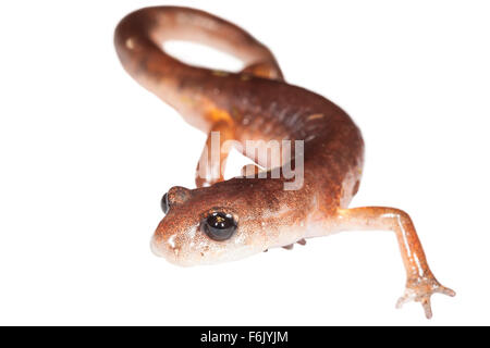 Ein Oregon ensatina Salamander (Ensatina eschscholtzii Oregonensis). Auf weißem Hintergrund fotografiert. Stockfoto