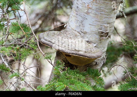 Des Künstlers Conk (Ganoderma Applanatum) wächst auf einer Birke (Betula Papyrifera) in der Nähe von Blackwoods, Acadia National Park, Maine. Stockfoto