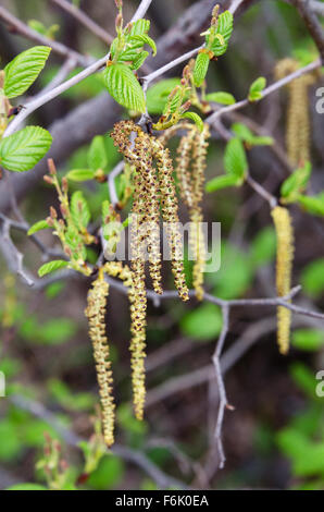 Männlichen Kätzchen, angehende weibliche Zapfen und keimhaft Blätter auf einem gesprenkelten Erlen (Alnus Incana), Acadia National Park, Maine. Stockfoto