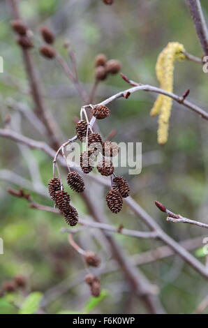 Letztjährigen weiblichen Zapfen mit männlichen Kätzchen im Hintergrund auf einem gesprenkelten Erlen (Alnus Incana), Acadia National Park, Maine. Stockfoto