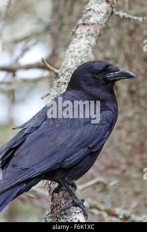 Eine amerikanische Krähe (Corvus Brachyrhynchos) blickt sich neugierig in die Kamera, Acadia National Park, Maine. Stockfoto