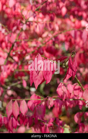 Euonymus Alatus Blätter im Herbst. Geflügelter Spindel Baum. Stockfoto