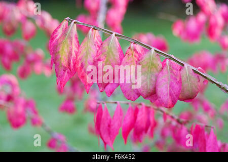 Euonymus Alatus Blätter im Herbst. Geflügelter Spindel Baum. Stockfoto