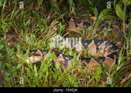 Eine große südamerikanische Bushmaster (Lachesis Muta Muta) in der Nacht in der Mitte der Strecke in markante Pose. Stockfoto