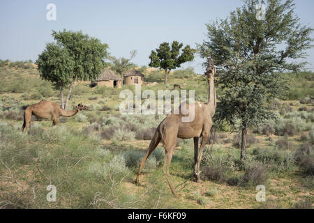 Kamele Weiden vor einer Hütte in der Thar-Wüste (Rajasthan, Indien). Stockfoto