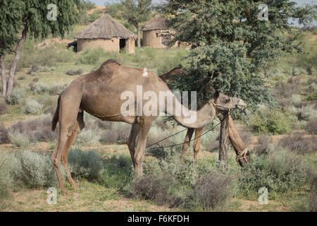 Kamele Weiden vor einer Hütte in der Thar-Wüste (Rajasthan, Indien). Stockfoto