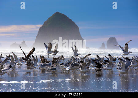 Eine Herde von Möwen fliegt mit Haystack Rock im Hintergrund auf Cannon Beach, Oregon. Stockfoto