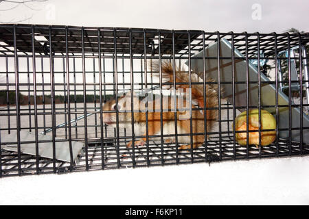 Eine live Eichhörnchen oder ein Tier gefangen in einer live-Falle Stockfoto