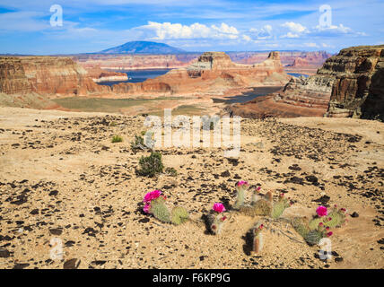 Feigenkaktus auf Felsvorsprung über Lake Powell und Gunsight Butte in der Nähe von großen Wasser, Utah, mit Navajo Berg in der Ferne Stockfoto