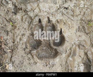 Berglöwen verfolgen im Schlamm im Bereich von Madison der südwestlichen montana Stockfoto