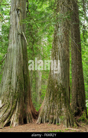 Ross Creek riesigen Zedern in der Nähe von troy, Montana Stockfoto