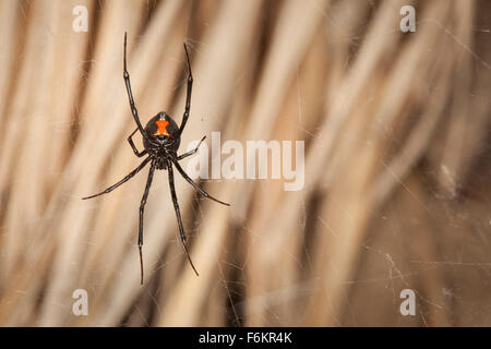 Unterseite einer Spinne westliche schwarze Witwe (Latrodectus Hesperus) im Netz. Stockfoto