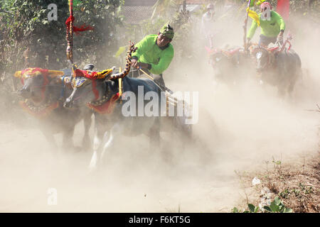 Jembrana, Bali, Indonesien. 15. November 2015. Jockey halten Härte für Kontrolle Buffalo Makepung Buffalo Rennen. Makepung ergibt sich aus dem Grundwort Kepung, Bedeutung "˜chase", ähnlich wie der Ausdruck '' ˜steeplechase ". Makepung ist eines der einzigartigen Traditionen ergab sich aus der agrarischen Lebens-Szene der Insel und ist ein allgemein gefällt mir Ereignis in der Regentschaft von Jembrana, West-Bali. © Sijori Bilder/ZUMA Draht/Alamy Live-Nachrichten Stockfoto