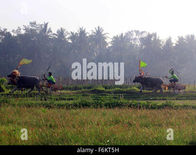 Jembrana, Bali, Indonesien. 15. November 2015. Jockey halten Härte für Kontrolle Buffalo Makepung Buffalo Rennen. Makepung ergibt sich aus dem Grundwort Kepung, Bedeutung "˜chase", ähnlich wie der Ausdruck '' ˜steeplechase ". Makepung ist eines der einzigartigen Traditionen ergab sich aus der agrarischen Lebens-Szene der Insel und ist ein allgemein gefällt mir Ereignis in der Regentschaft von Jembrana, West-Bali. © Sijori Bilder/ZUMA Draht/Alamy Live-Nachrichten Stockfoto