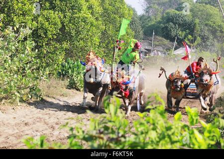 Jembrana, Bali, Indonesien. 15. November 2015. Jockey halten Härte für Kontrolle Buffalo Makepung Buffalo Rennen. Makepung ergibt sich aus dem Grundwort Kepung, Bedeutung "˜chase", ähnlich wie der Ausdruck '' ˜steeplechase ". Makepung ist eines der einzigartigen Traditionen ergab sich aus der agrarischen Lebens-Szene der Insel und ist ein allgemein gefällt mir Ereignis in der Regentschaft von Jembrana, West-Bali. © Sijori Bilder/ZUMA Draht/Alamy Live-Nachrichten Stockfoto