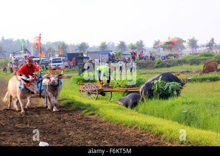 Jembrana, Bali, Indonesien. 15. November 2015. Jockey halten Härte für Kontrolle Buffalo Makepung Buffalo Rennen. Makepung ergibt sich aus dem Grundwort Kepung, Bedeutung "˜chase", ähnlich wie der Ausdruck '' ˜steeplechase ". Makepung ist eines der einzigartigen Traditionen ergab sich aus der agrarischen Lebens-Szene der Insel und ist ein allgemein gefällt mir Ereignis in der Regentschaft von Jembrana, West-Bali. © Sijori Bilder/ZUMA Draht/Alamy Live-Nachrichten Stockfoto