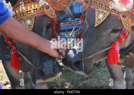 Jembrana, Bali, Indonesien. 15. November 2015. Jockey Hold-up Büffel vor Makepung Buffalo Rennen. Makepung ergibt sich aus dem Grundwort Kepung, Bedeutung "˜chase", ähnlich wie der Ausdruck '' ˜steeplechase ". Makepung ist eines der einzigartigen Traditionen ergab sich aus der agrarischen Lebens-Szene der Insel und ist ein allgemein gefällt mir Ereignis in der Regentschaft von Jembrana, West-Bali. © Sijori Bilder/ZUMA Draht/Alamy Live-Nachrichten Stockfoto