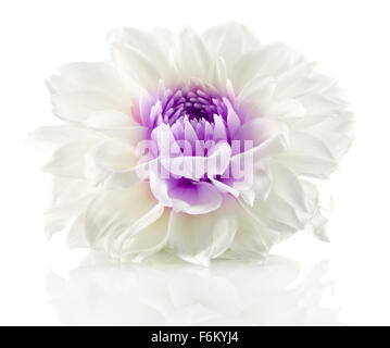 weiße Blume mit lila Center auf dem weißen Hintergrund isoliert.