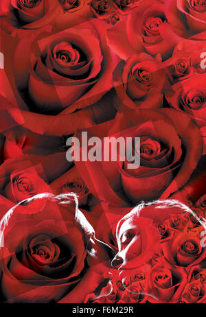 Erscheinungsdatum: 14. Dezember 2007. FILMTITEL: Jugend ohne Jugend. STUDIO: Sony Pictures Classics. PLOT: Eine Liebesgeschichte in ein Geheimnis gehüllt. In Europa vor dem WWII, zaghaft Professor wird durch ein verhängnisvolles Ereignis geändert und erkundet die Geheimnisse des Lebens. Im Bild: Film-Kunst. Stockfoto