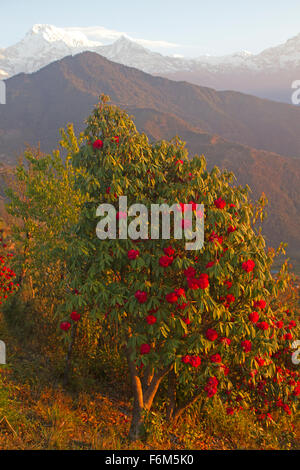 Rhododendron blüht in den Annapurnas Stockfoto