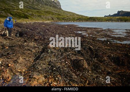 Kelp Algen ausgewaschen durch die Winde und starke Strömungen. Als Teil der argentinischen Provinz Tierra Del Fueg verabreicht Stockfoto