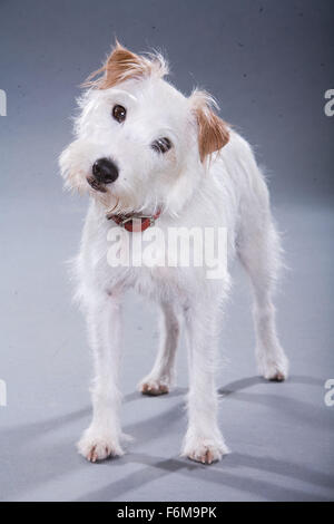 Datum der Freigabe: 16. Januar 2009. FILMTITEL: Hundehotel. STUDIO: DreamWorks SKG. PLOT: Zwei Kinder heimlich in neun streunende Hunde in einem leeren Haus statt. Bild: Filmszene. Stockfoto