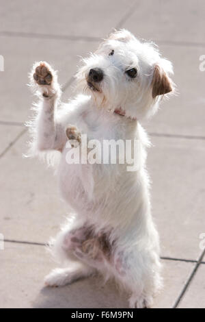 Datum der Freigabe: 16. Januar 2009. FILMTITEL: Hundehotel. STUDIO: DreamWorks SKG. PLOT: Zwei Kinder heimlich in neun streunende Hunde in einem leeren Haus statt. Bild: Filmszene. Stockfoto