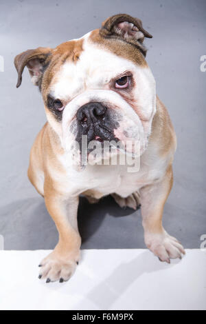 Datum der Freigabe: 16. Januar 2009. FILMTITEL: Hundehotel. STUDIO: DreamWorks SKG. PLOT: Zwei Kinder heimlich in neun streunende Hunde in einem leeren Haus statt. Bild: Filmszene. Stockfoto