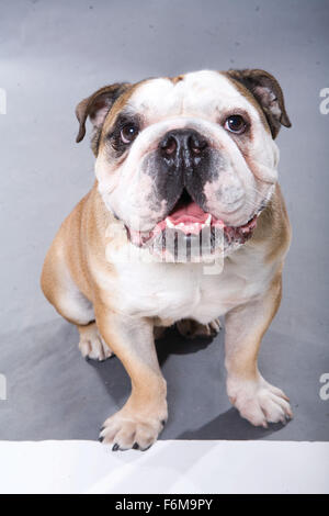 Datum der Freigabe: 16. Januar 2009. FILMTITEL: Hundehotel. STUDIO: DreamWorks SKG. PLOT: Zwei Kinder heimlich in neun streunende Hunde in einem leeren Haus statt. Bild: Filmszene. Stockfoto