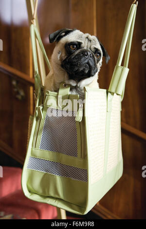 Datum der Freigabe: 16. Januar 2009. FILMTITEL: Hundehotel. STUDIO: DreamWorks SKG. PLOT: Zwei Kinder heimlich in neun streunende Hunde in einem leeren Haus statt. Bild: Filmszene. Stockfoto