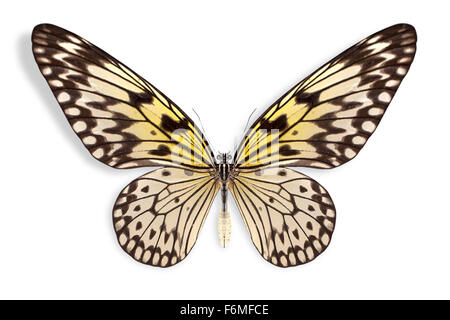 schönen Hintergrund mit vielen verschiedenen butterflys Stockfoto