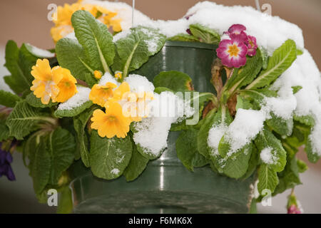 Garten Primel in hängenden Blumentopf, schneebedeckt, neben einem Haus in Issaquah, Washington, USA Stockfoto