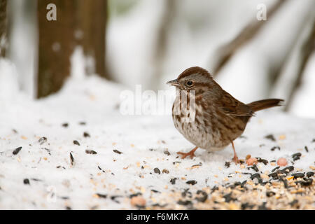 Singammer auf einer verschneiten Bank mit Vogelfutter drauf in Issaquah, Washington, USA Stockfoto
