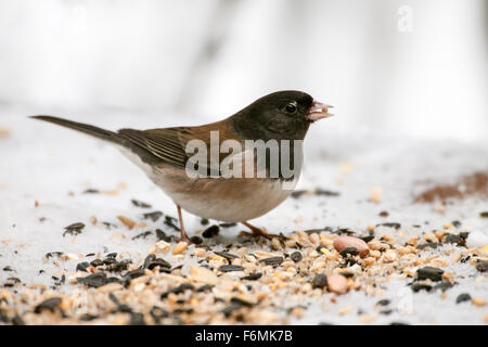 Männliche dunkeläugigen Junco auf einer verschneiten Bank bedeckt mit Vogelfutter in Issaquah, Washington, USA Stockfoto
