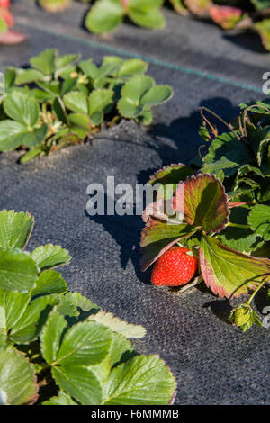 Nahaufnahme der Erdbeeren wachsen unter schwarzen Garten Stoff an der Schlucht White House Obststand in der Nähe von Hood River, Oregon, USA. Stockfoto