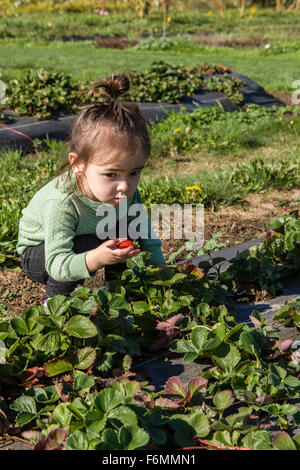 Unsicher, ob es in Ordnung, die frischen Erdbeeren zu Essen ist Kleinkind Mädchen nahm sie nur Stockfoto