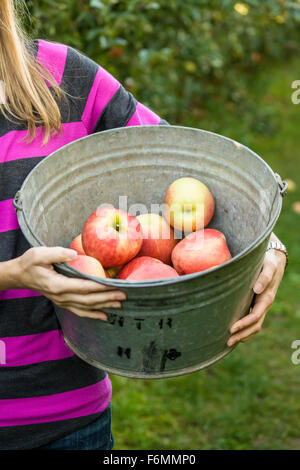 Frau hält einen Eimer mit frisch gepflückten Honeycrisp Äpfel bei Draper Mädchen Country Farm in der Nähe von Hood River, Oregon, USA. Stockfoto