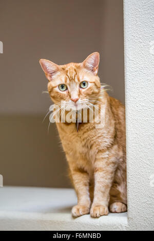 Katze auf ein Fernlicht in einem Haus in Issaquah, Washington, USA Stockfoto