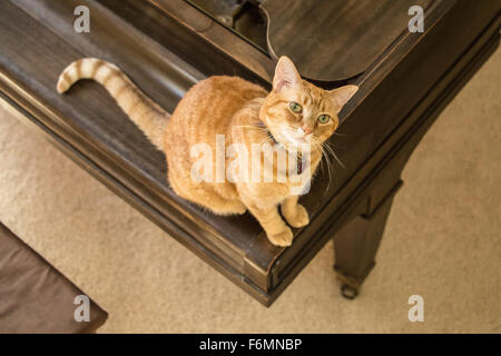 Blick hinunter auf eine Katze sitzt auf einem Klavier in Issaquah, Washington, USA Stockfoto