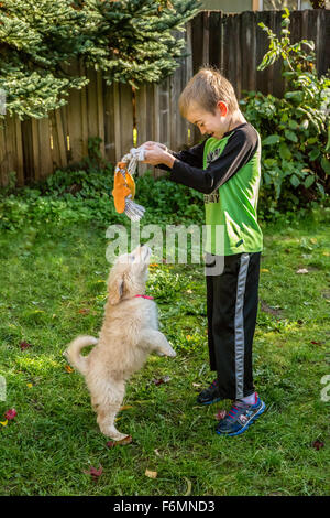 Sieben Jahre alten Jungen spielen Schlepper mit einem zehn Wochen alten Welpen Goldendoodle in Issaquah, Washington, USA Stockfoto