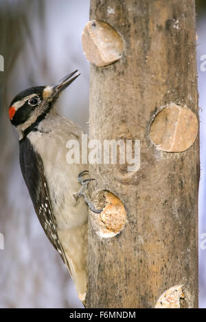 Männliche behaarte Specht (Picoides Villosus) Essen aus einem Protokoll Talg Feeder genommen im Hinterhof in Issaquah, WA.  Meine hausgemachten Schmalz Stockfoto