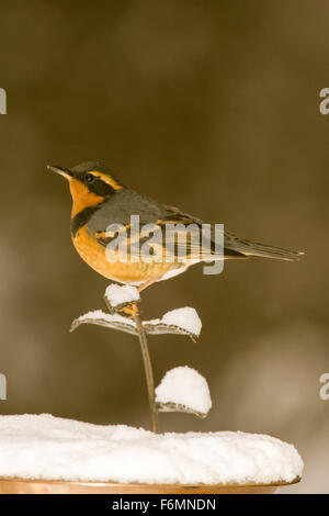 Varied Soor oberhalb einer Schnee bedeckten Vogelbad in Issaquah, Washington, USA Stockfoto