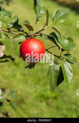 USA, Wisconsin, Door County, Apfelgarten mit reifen Früchten Stockfoto